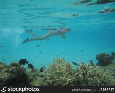 Underwater view of a young woman swimming wearing scuba gear, Moorea, Tahiti, French Polynesia, South Pacific