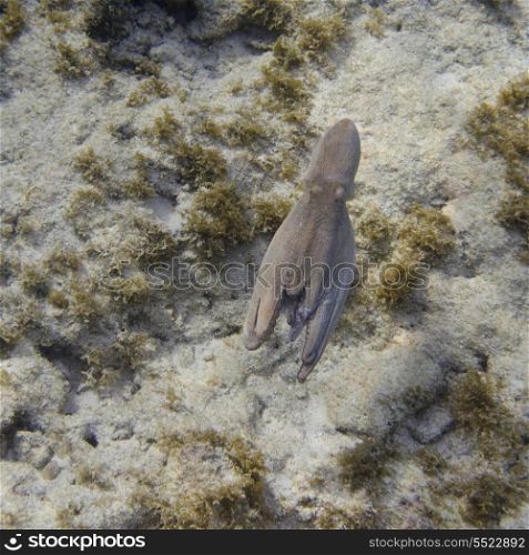 Underwater view of an Octopus, Utila, Bay Islands, Honduras