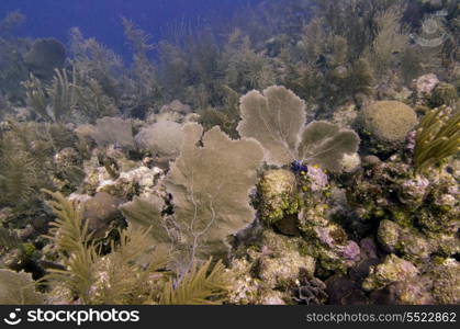 Underwater view of coral reef, Utila, Bay Islands, Honduras