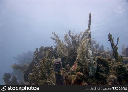 Underwater view of coral reef, Utila, Bay Islands, Honduras