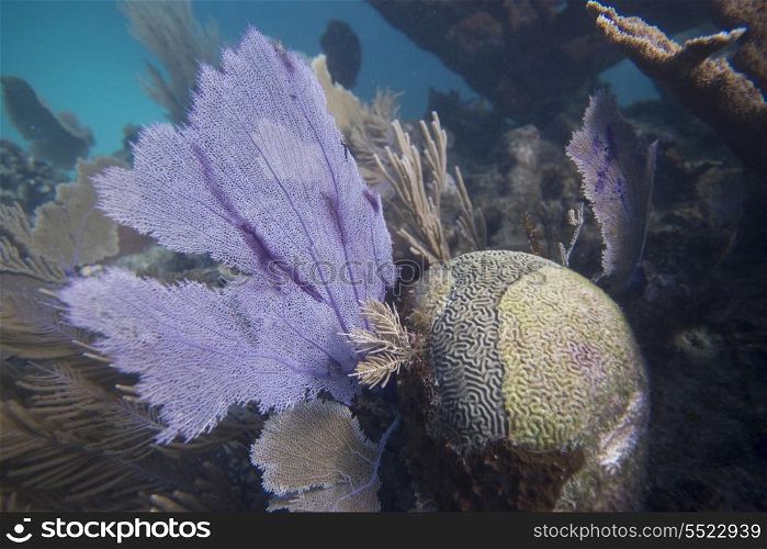 Underwater view of coral wall, Utila, Bay Islands, Honduras