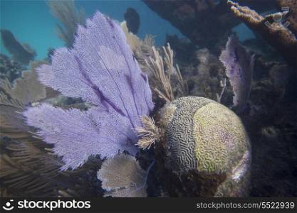 Underwater view of coral wall, Utila, Bay Islands, Honduras