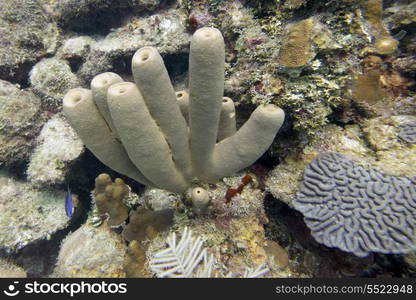 Underwater view of coral wall, Utila, Bay Islands, Honduras