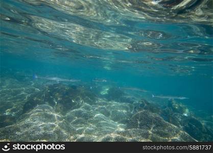 Underwater view of fish and ocean floor, Zihuatanejo, Guerrero, Mexico