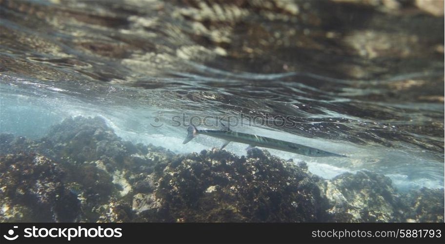 Underwater view of fish and ocen floor, Zihuatanejo, Guerrero, Mexico