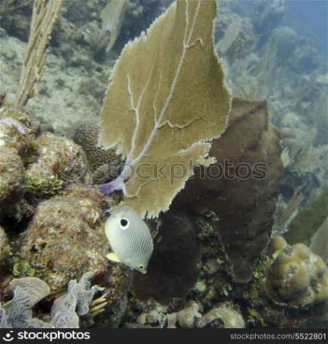 Underwater view of fish on coral wall, Utila, Bay Islands, Honduras