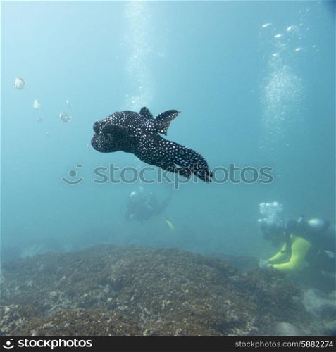 Underwater view of fish with scuba divers, Ixtapa, Guerrero, Mexico