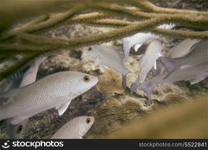 Underwater view of fishes on coral, Utila, Bay Islands, Honduras