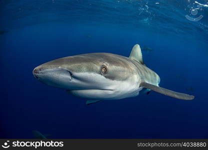 Underwater view of galapagos shark (carcharhinus galapagensis) looking at camera, Socorro, Revillagigedo, Colima, Mexico