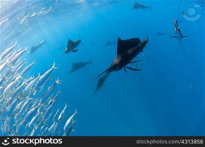 Underwater view of group of sailfish corralling large sardine shoal near surface, Contoy Island, Quintana Roo, Mexico