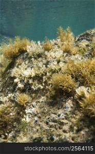 Underwater view of marine vegetation growing on rock in Maui, Hawaii, USA.
