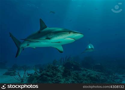 Underwater view of reef shark swimming, Tiger Beach, Bahamas
