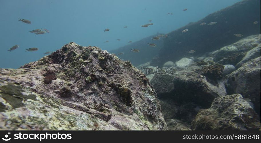 Underwater view of school of fish and ocean floor, Ixtapa, Guerrero, Mexico