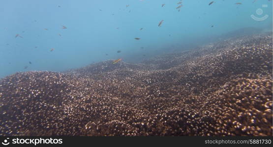 Underwater view of school of fish, Ixtapa, Guerrero, Mexico