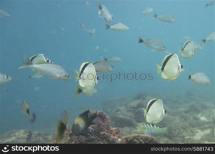 Underwater view of school of fish, Ixtapa, Guerrero, Mexico