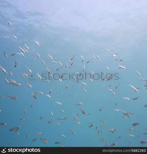 Underwater view of school of fish, Ixtapa, Guerrero, Mexico