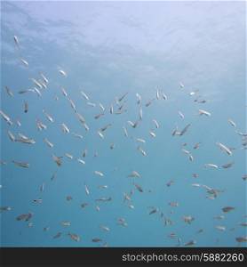 Underwater view of school of fish, Ixtapa, Guerrero, Mexico