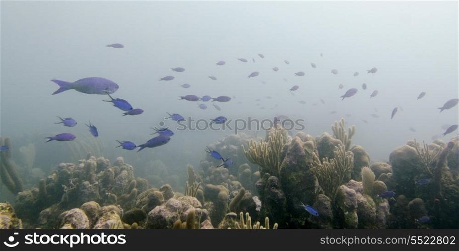 Underwater view of school of fish on coral reef, Utila, Bay Islands, Honduras
