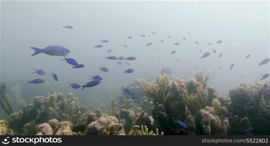 Underwater view of school of fish on coral reef, Utila, Bay Islands, Honduras