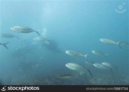 Underwater view of school of fish with scuba diver, Ixtapa, Guerrero, Mexico