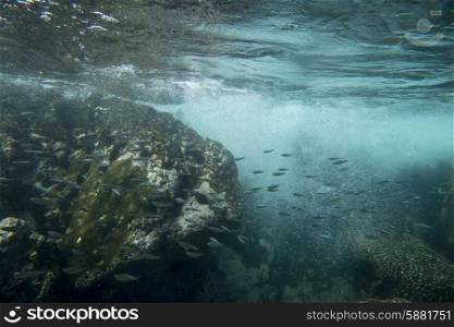 Underwater view of school of fish, Zihuatanejo, Guerrero, Mexico