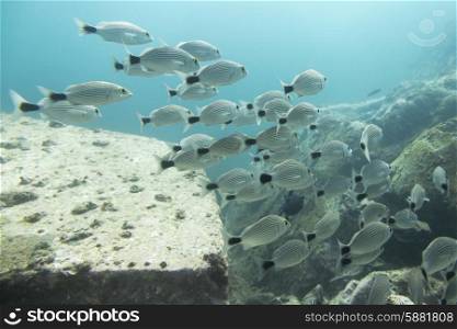 Underwater view of school of striped fish, Ixtapa, Guerrero, Mexico