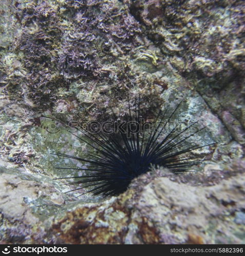 Underwater view of sea life, Ixtapa, Guerrero, Mexico