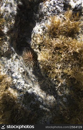 Underwater view of sea urchin and vegetation on rock in Maui, Hawaii, USA.