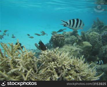 Underwater view of small fish swimming near water plants, Moorea, Tahiti, French Polynesia, South Pacific