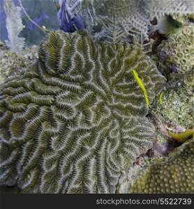 Underwater view of sponge on reef wall, Utila, Bay Islands, Honduras