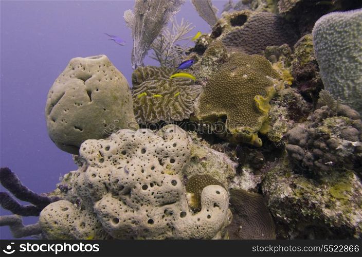 Underwater view of sponge with coral reef, Utila, Bay Islands, Honduras