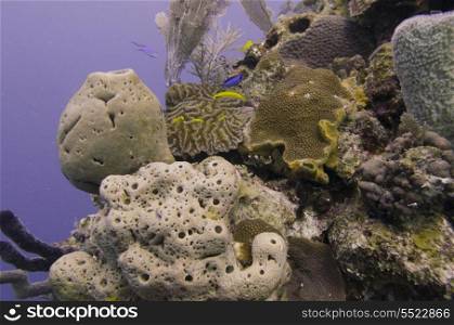 Underwater view of sponge with coral reef, Utila, Bay Islands, Honduras
