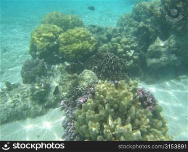 Underwater view of water plants, Moorea, Tahiti, French Polynesia, South Pacific