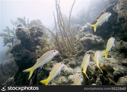 Underwater view of Yellowtail snappers (Ocyurus chrysurus) on coral wall, Utila, Bay Islands, Honduras