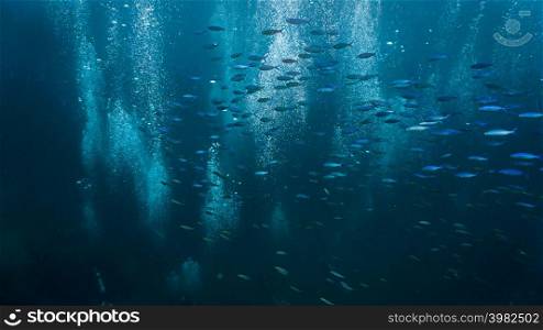 Underwater world and universe