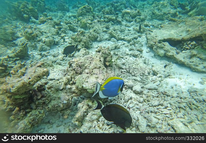 Underwater world Indian Ocean fishes and corals