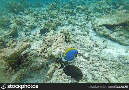 Underwater world Indian Ocean fishes and corals