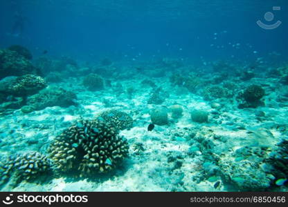 Underwater world landscape