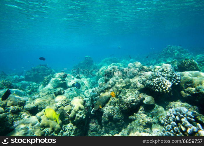 Underwater world landscape