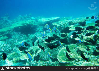 Underwater world landscape