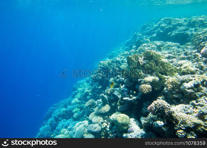 Underwater world panorama. Coral reef ocean light under water