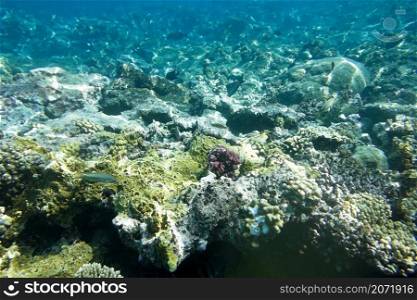 Underwater world with coral reef