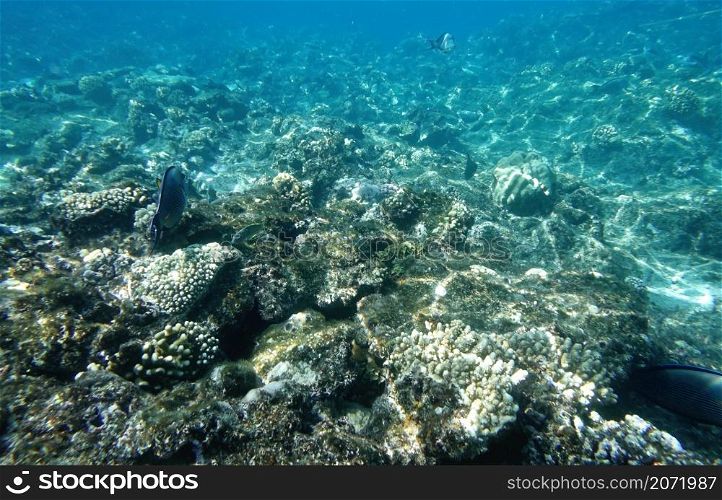 Underwater world with coral reef