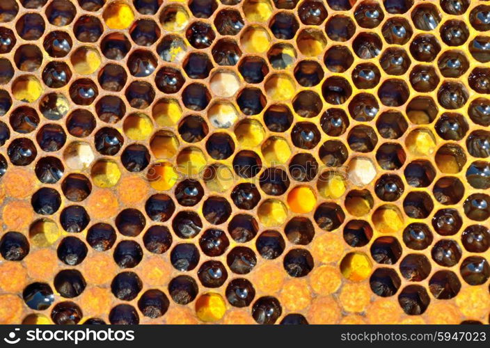 unfinished honey and wax in honeycombs