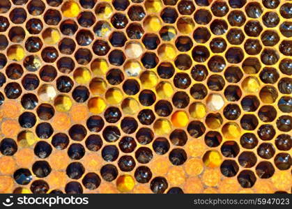 unfinished honey and wax in honeycombs