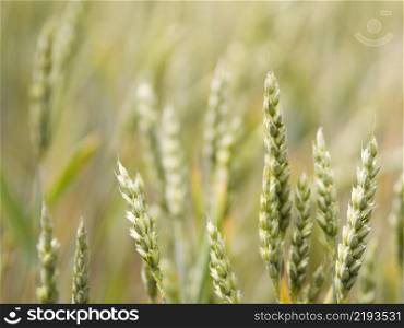 unfocused wheat field close up