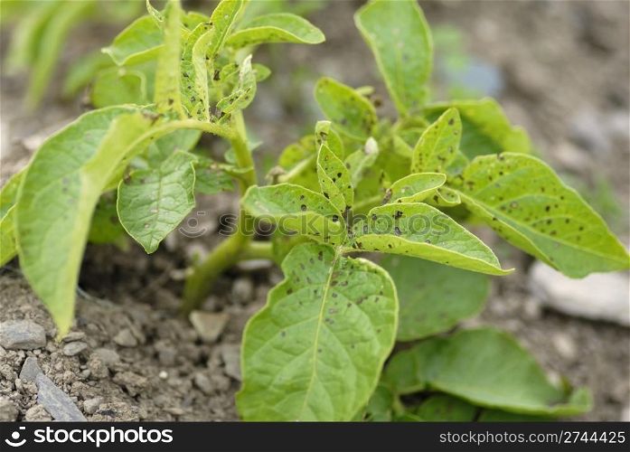 Unhealthy Potato swift foliage.