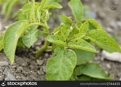 Unhealthy Potato swift foliage.