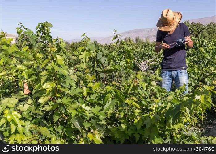 Unidentified man cuts bunch of grapes in vineyard.Uzumlu,Erzincan,Turkey.07 September 2014. Unidentified man works in vineyard in Uzumlu,Erzincan,Turkey