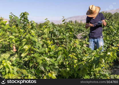 Unidentified man cuts bunch of grapes in vineyard.Uzumlu,Erzincan,Turkey.07 September 2014. Unidentified man works in vineyard in Uzumlu,Erzincan,Turkey